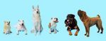 Watch How Dogs Got Their Shapes Myflixer
