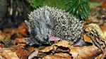 Watch Year of the Hedgehog Myflixer