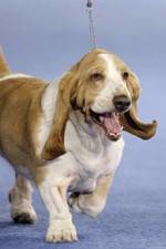 Watch Pedigree Dogs Exposed Myflixer