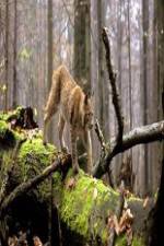 Watch National Geographic Wild Balkans Myflixer