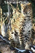 Watch National Geographic Leopard Queen Myflixer