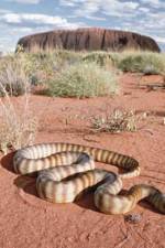 Watch DEADLY PREDATORS.AUSTRALIAN PYTHONS Myflixer