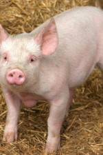 Watch Patent For A Pig: The Big Business of Genetics Myflixer