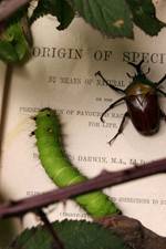 Watch Darwin's Struggle The Evolution of the Origin of Species Myflixer
