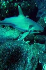 Watch National Geographic: Secret Shark Pits Myflixer