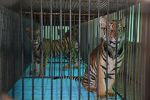 Watch The Tiger Mafia Myflixer