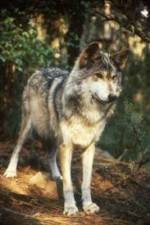 Watch National Geographic Wild - Inside the Wolf Pack Myflixer