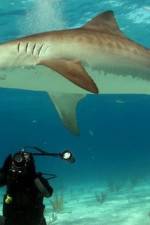 Watch Dive To Tiger Shark Central Myflixer