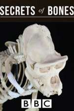 Watch Secrets of Bones Myflixer