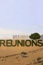 Watch Wild Animal Reunions Myflixer