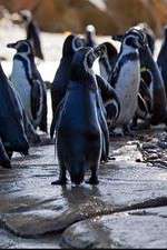Watch Meet the Penguins Myflixer
