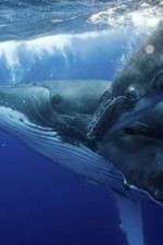 Watch Big Blue Live Myflixer