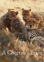 Watch A Cheetah\'s Pride Myflixer