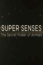 Watch Super Senses The Secret Power of Animals Myflixer