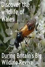Watch Britain's Big Wildlife Revival Myflixer
