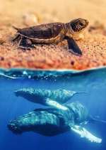 Watch Australia\'s Wild Moments Myflixer