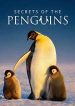 Watch Secrets of the Penguins Myflixer