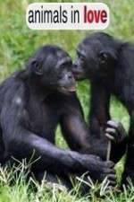 Watch Animals in Love Myflixer
