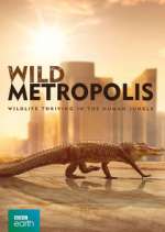 Watch Wild Metropolis Myflixer