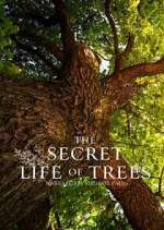 Watch The Secret Life of Trees Myflixer
