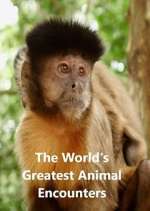 Watch World's Greatest Animal Encounters Myflixer