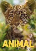 Watch Animal Myflixer