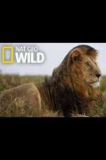 Watch Animal ER Live Myflixer