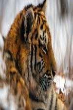 Watch Operation Snow Tiger Myflixer