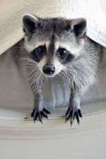 Watch Ingenious Animals Myflixer