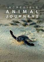 Watch Incredible Animal Journeys Myflixer