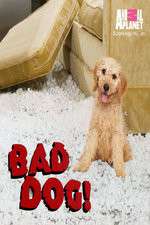 Watch Bad Dog! Myflixer