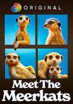 Watch Meet the Meerkats Myflixer