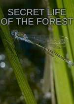 Watch Secret Life of the Forest Myflixer